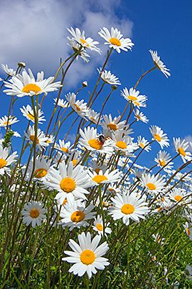 Margriet / Shutterstock