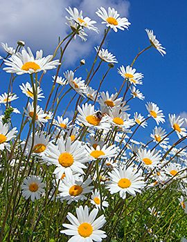 Margriet / Shutterstock