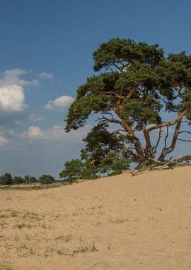 Basiskwaliteit natuur Gelderland