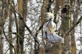 verliefd stelletje lepelaars