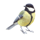 Koolmees / Elwin van der Kolk