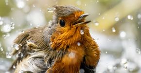 Roodborst / John Stijnman - Fotogalerij
