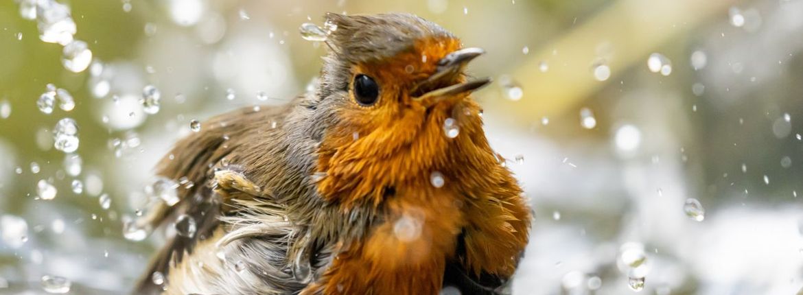 Roodborst / John Stijnman - Fotogalerij