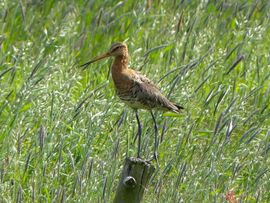 Weidevogels