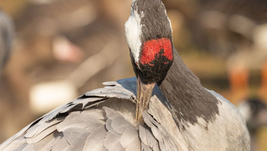 Poetsende kraanvogel / Hans Peeters