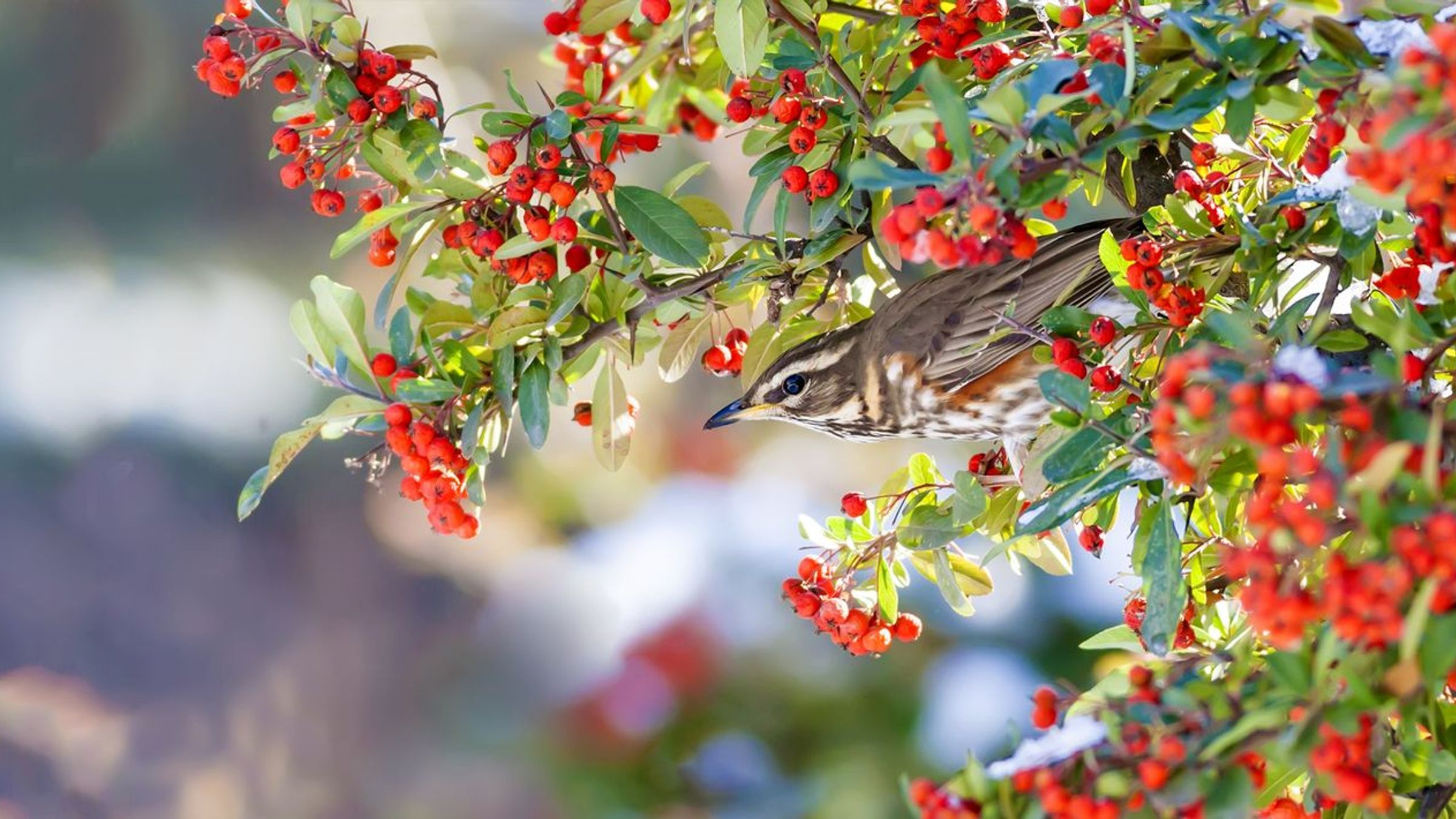 Koperwiek / Shutterstock