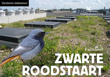 Download factsheet zwarte roodstaart