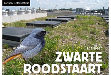 Download factsheet zwarte roodstaart