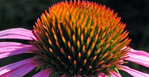 Zonnehoed / Hans Peeters