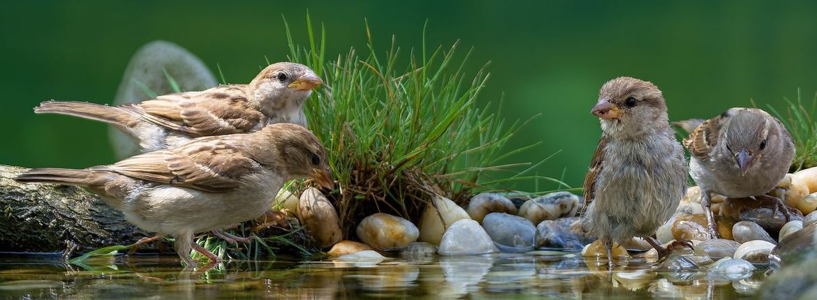 Huismus / Shutterstock