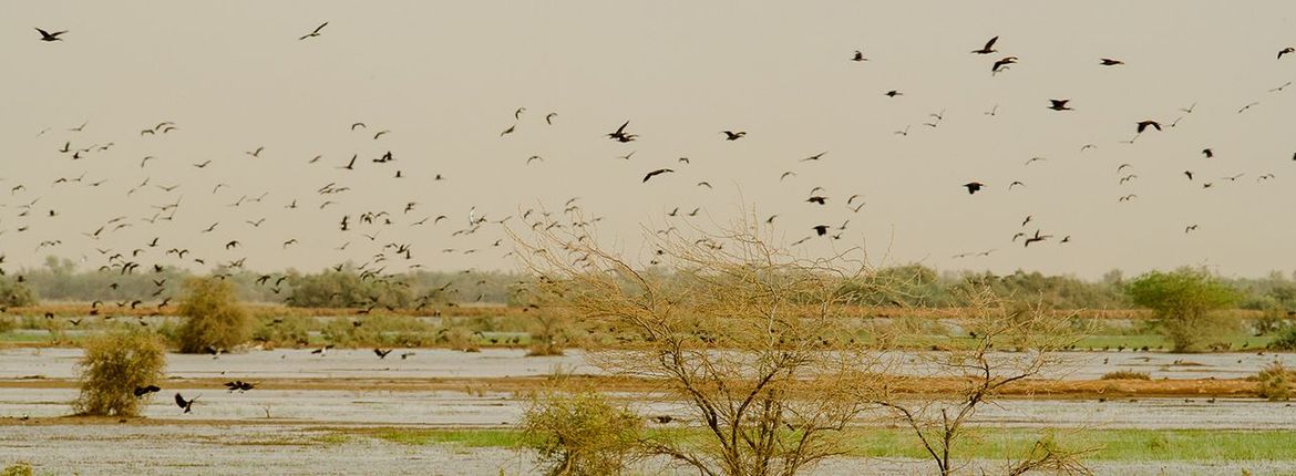 Sahel / Lars Soerink