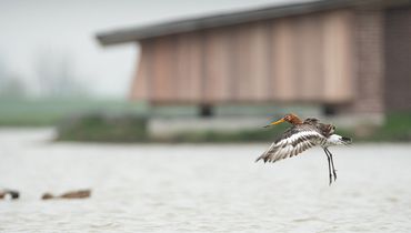 Grutto bij vogelkijkhut Wommels / Hans Peeters