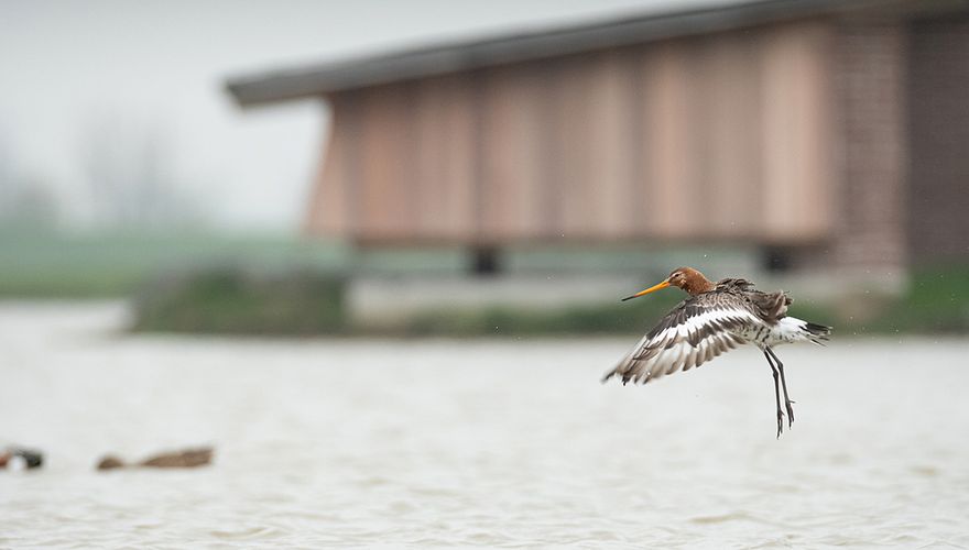 Grutto bij vogelkijkhut Wommels / Hans Peeters