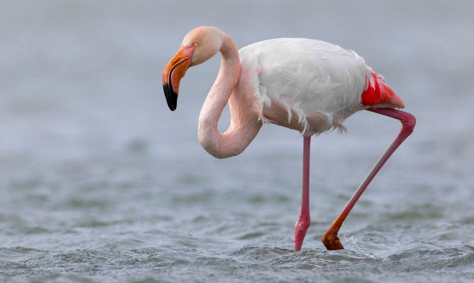 hack Overeenkomstig met Detector Flamingo | Vogelbescherming