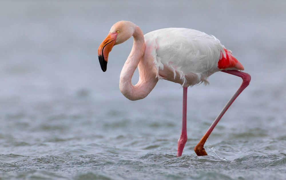 schelp galblaas Intact Flamingo | Vogelbescherming