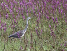 Juveniele blauwe reiger