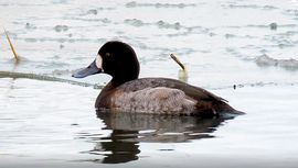 Videostill VogelBescherming IJsselmeer - topper