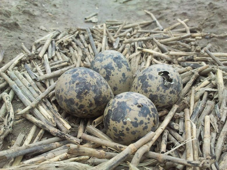 In tegenspraak mannetje Lagere school Gekleurde eieren | Vogelbescherming