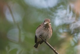 grauwe vliegenvanger