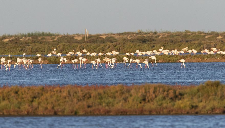 Grote flamingo / Marc Guyt AGAMI