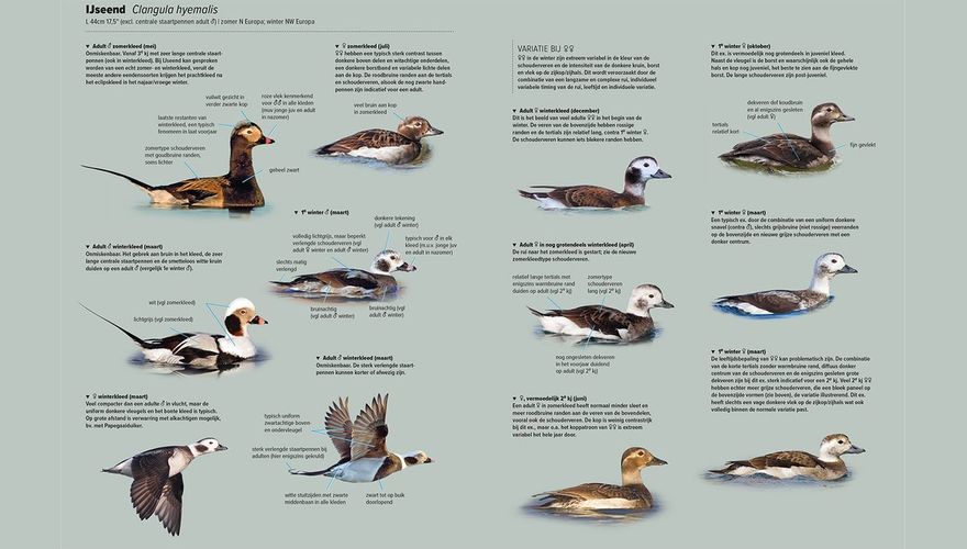 Spread Handboek Europese vogels