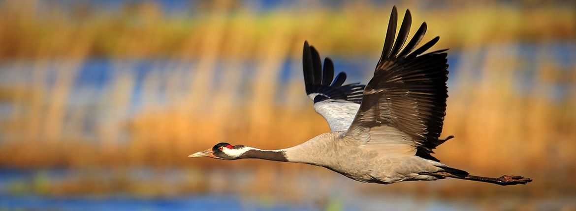 Kraanvogel / Shutterstock