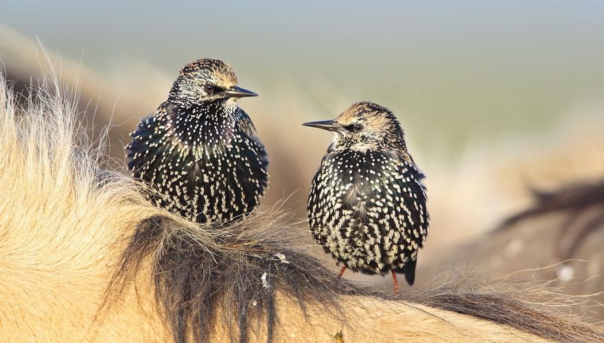 Spreeuw op Konikpaard Oostvaardersplassen / Wil Leurs - Agami