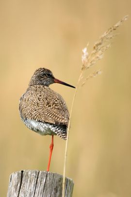 Tureluur houdt de wacht