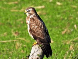 Buizerd in eigen territorium