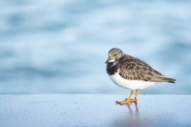 In de haven van Den Oever