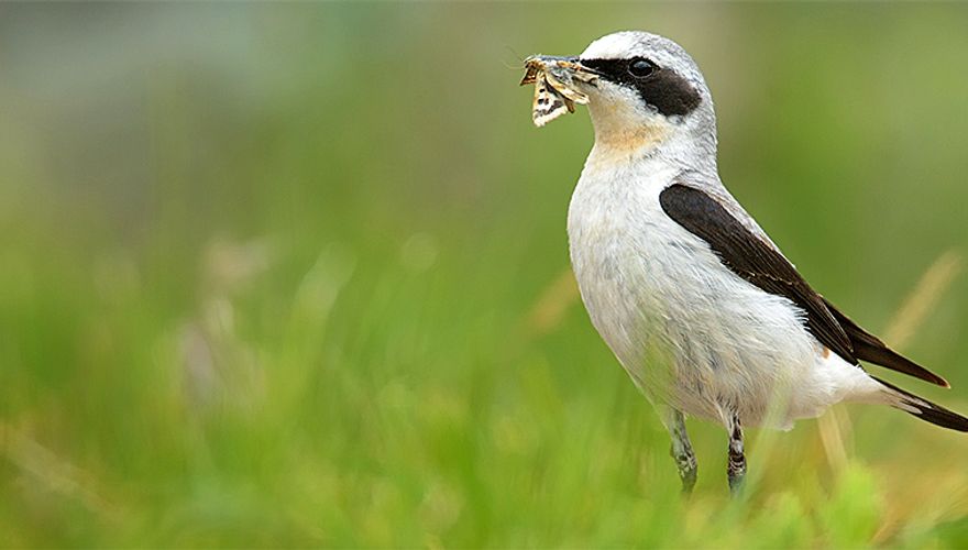 Tapuit / Shutterstock