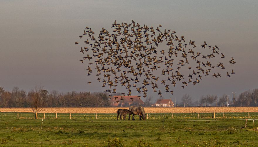 Spreeuw Jos de Witte Fotogalerij