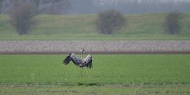 Symbolische kraanvogel