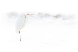 zilverreiger in de sneeuw