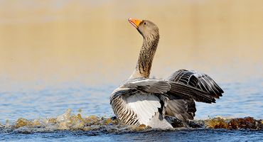 Grauwe gans / Jelle de Jong