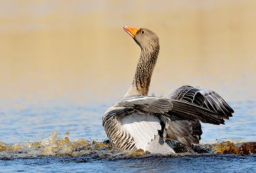 Grauwe gans / Jelle de Jong