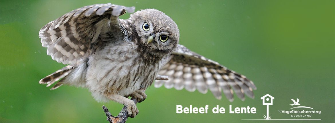 Beleef De Lente 2021 Webcam Beleef De Lente 2021 Geliefde Sterren En Spectaculaire Nieuwkomers Vogelbescherming