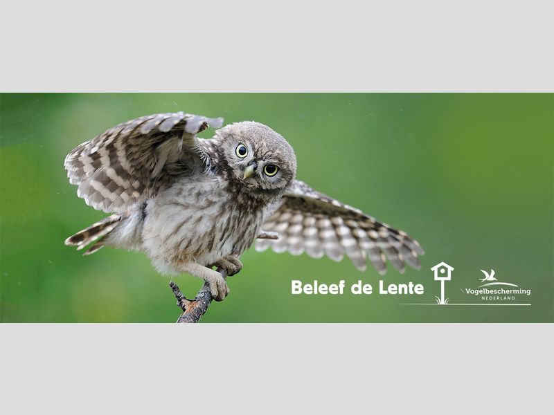 Beleef De Lente 2021 Bosuil Beleef De Lente 2021 Geliefde Sterren En Spectaculaire Nieuwkomers Vogelbescherming