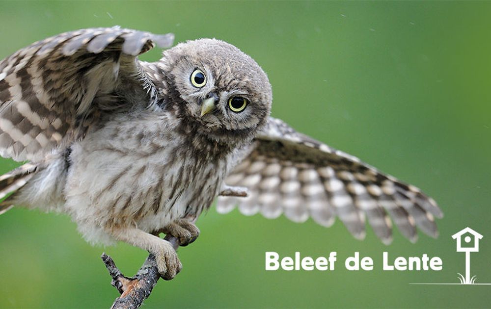 Beleef De Lente 2021 Bosuil Beleef De Lente 2021 Geliefde Sterren En Spectaculaire Nieuwkomers Vogelbescherming
