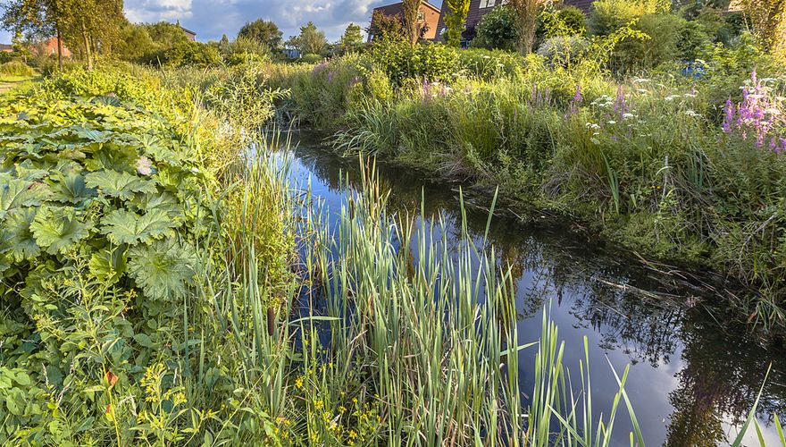 Stadsnatuur in Soest / Shutterstock