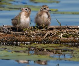 samen wachten op voedsel