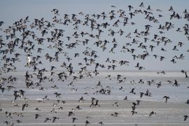 Een wolk scholeksters boven het bevroren Wad