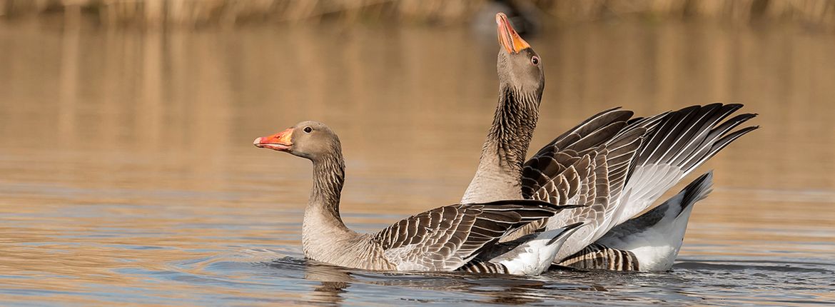 Grauwe gans / Jelle de Jong