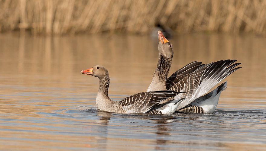 Grauwe gans / Jelle de Jong