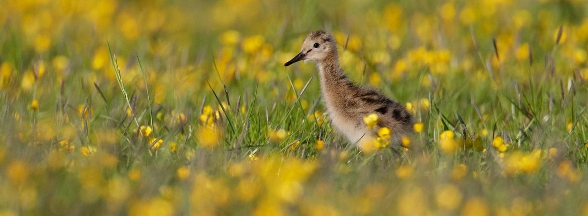 Jonge grutto in kruidenrijk grasland / Mark Schuurman