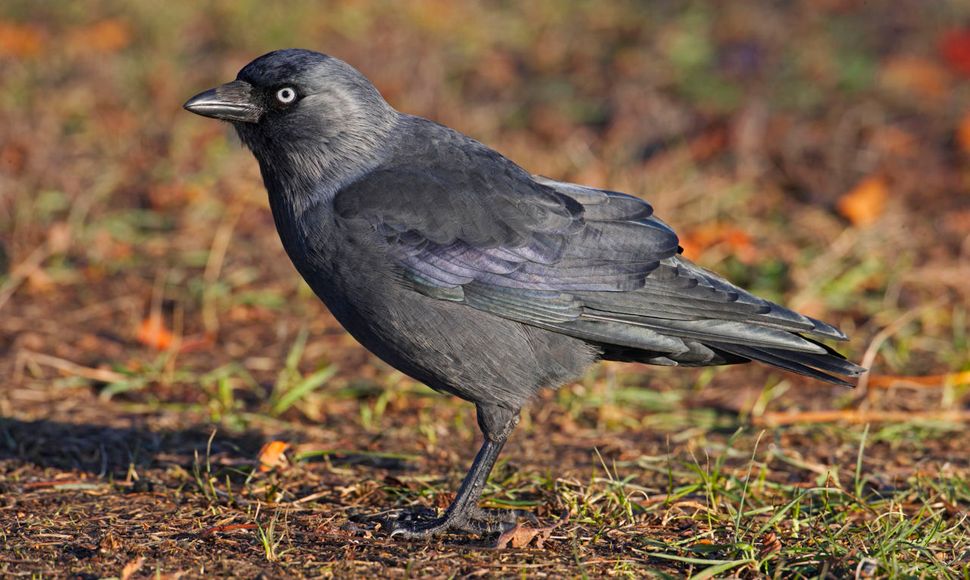 Pidgin lastig Onderdrukker Kauw | Vogelbescherming