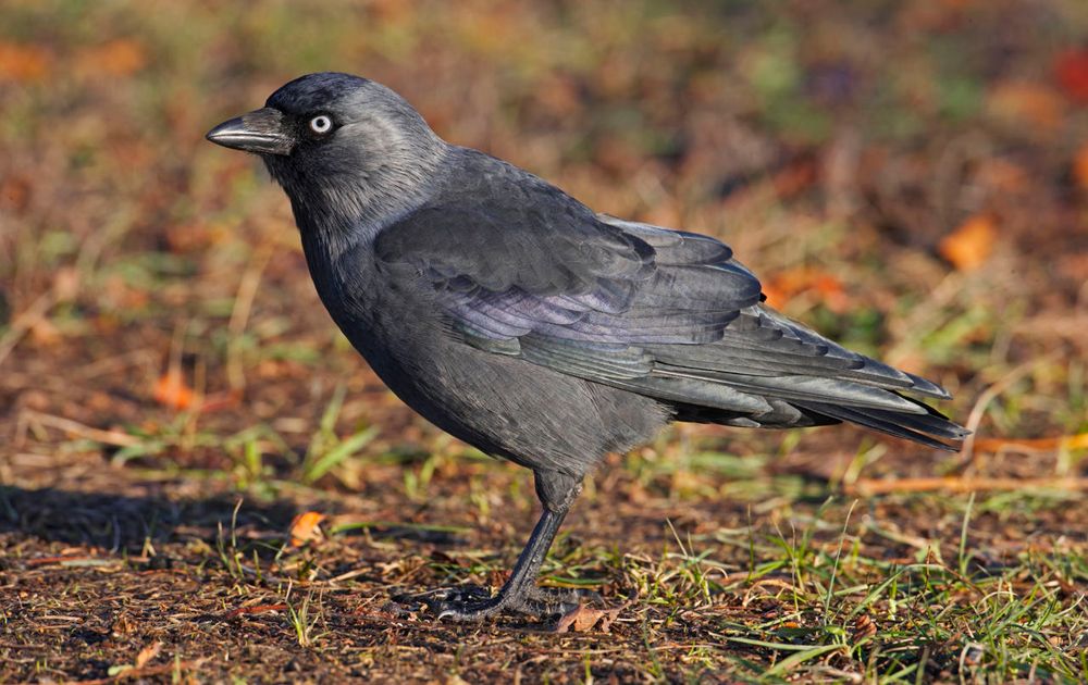 lading Bot kussen Kauw | Vogelbescherming