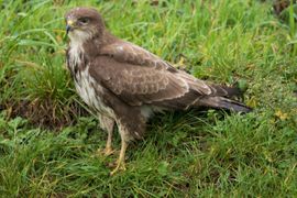 Hij zat zo dicht bij!!Soms heb je geluk dat hij blijft zitten...