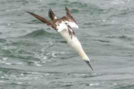 Duikende Jan-van-gent (Morus bassanus)
