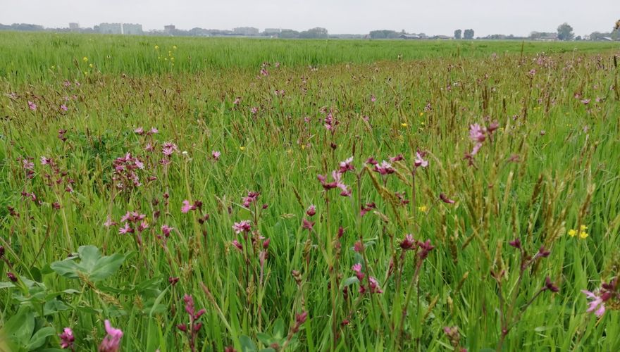 kruidenrijk grasland vogelboulevard amstelland